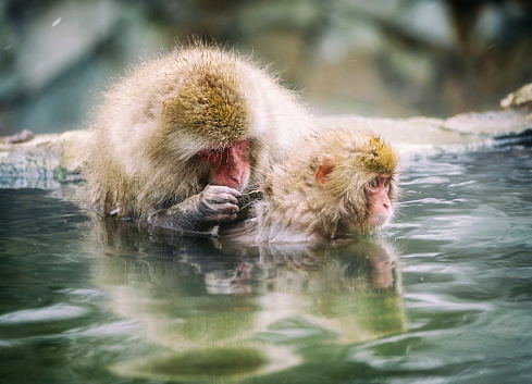 A wild adult Japanese Macaque Monkey (Snow Monkey) mother grooms her baby, photographed in the wild during winter near Nagano, Japan.