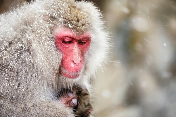 istock Japanese Snow Monkey Mother in the Wild 503489826