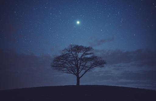 Jupiter shines brightly over a solitary tree on a hill.  Long exposure.