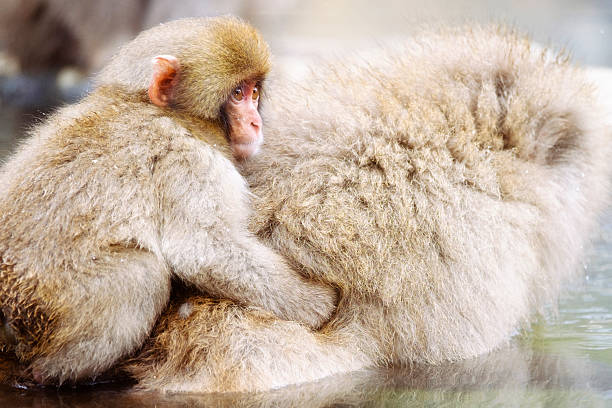 A wild adult Japanese Macaque Monkey (Snow Monkey) mother with her baby, photographed in the wild during winter near Nagano, Japan.