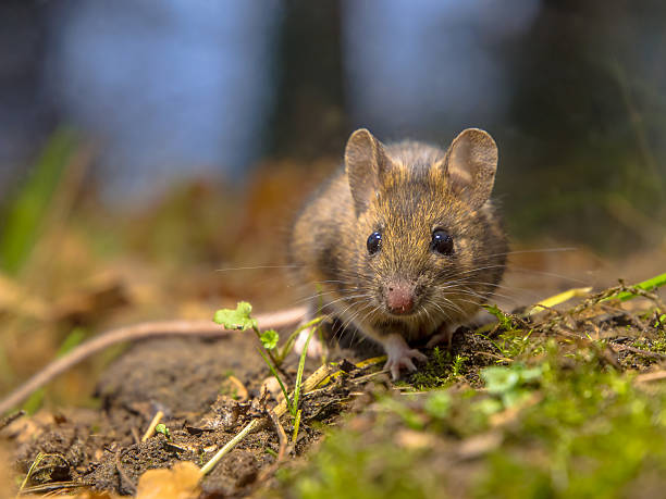 istock Wood mouse in the forest 503490010
