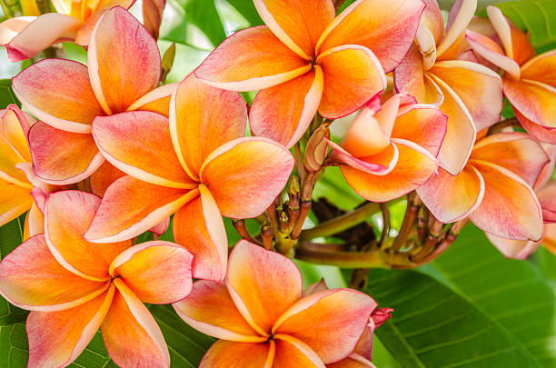 istock Plumeria flowers 503490107