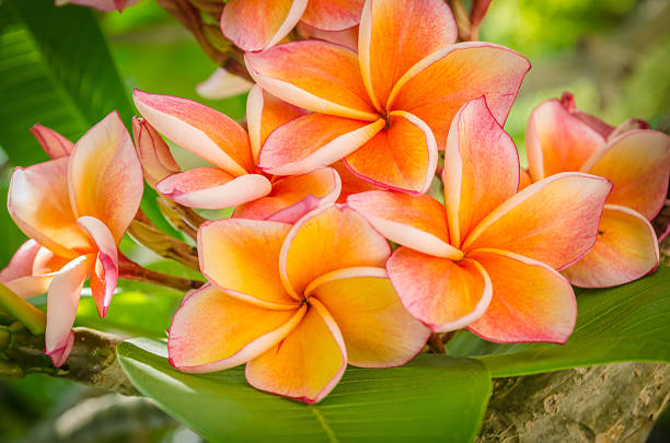 istock Plumeria flowers 503490109