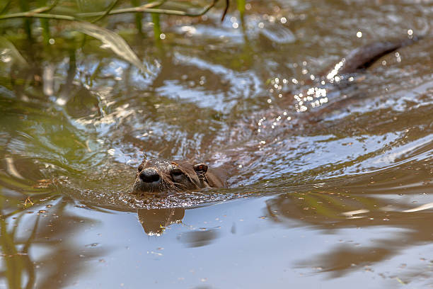 istock European otter swimming in water 503490174