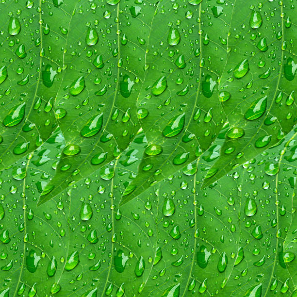 istock green  leaves fresh nature background 503490276