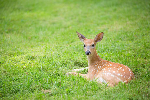 Mule deer on Vancouver Island, British Columbia