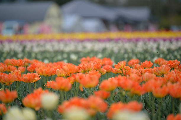 istock Tulip park in Hokkaido 503490646