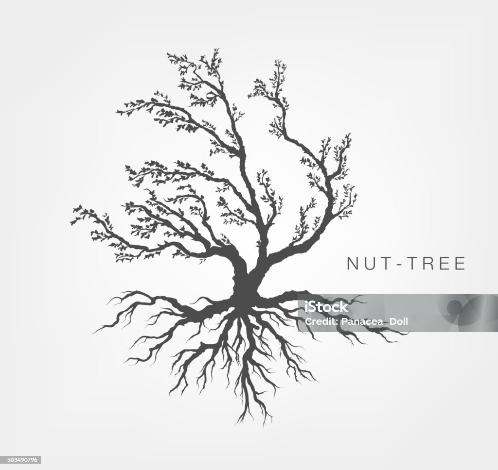 tree on a white background with leaves hazel tree on a white background with leaves and root system Root stock vector