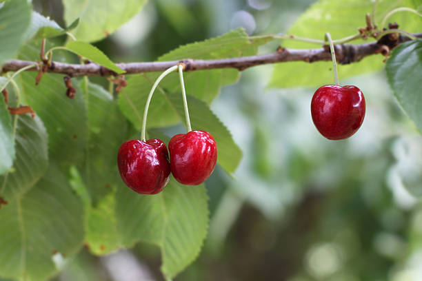 istock harvest fresh cherries 503491039