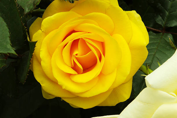 Beautiful Yellow Rose Blossom stock photo