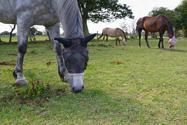 Horses with fly nets covering their heads to protect from summer fly nuisance in UK.