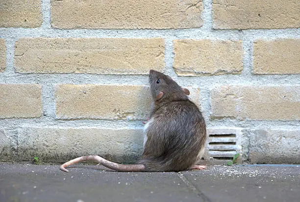 A rat  against a brick wall, looking and standing up. The picture shows a real rat, not a mouse, like most pictures do.