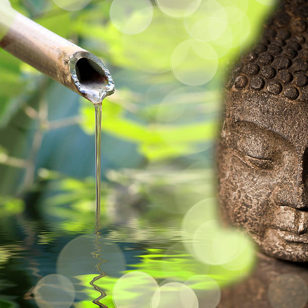 blossoming lotus flowers