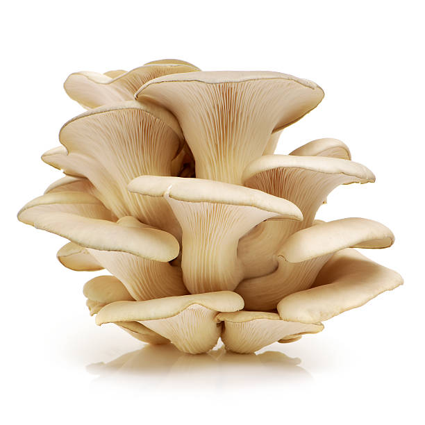 oyster mushroom oyster mushroom on white background oyster mushroom stock pictures, royalty-free photos & images