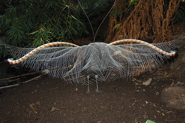 Superb lyrebird in full display Superb lyrebird, Menura novaehollandiae, with tail feathers in full display, Victoria, Australia menura novaehollandiae stock pictures, royalty-free photos & images