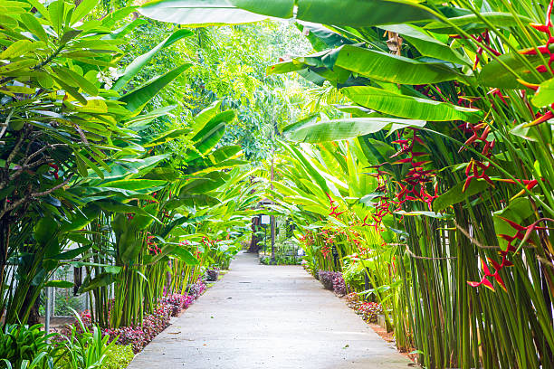 Stone pathway with bird of paradise flower