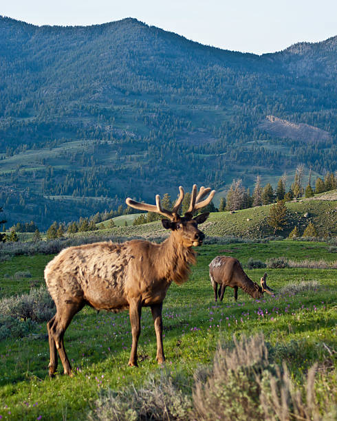istock Caribou in Yellowstone 503491939