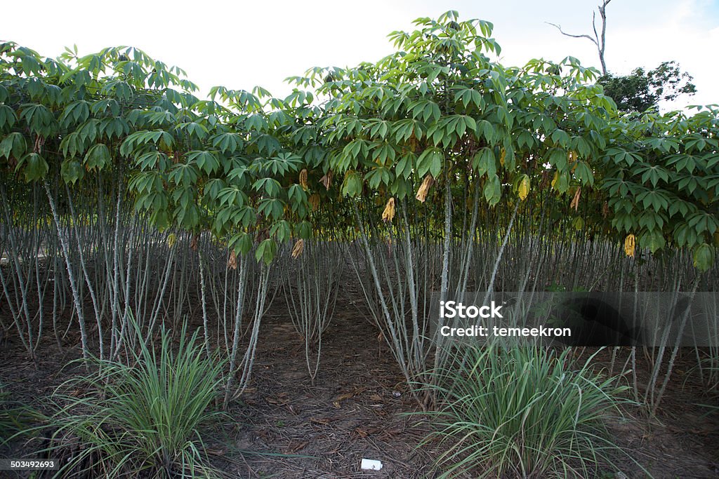 Tapioca TapiocaTapioca Cassava farming Agricultural Field Stock Photo