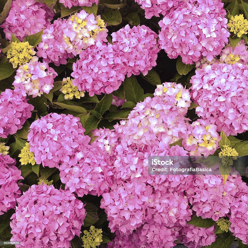 Púrpura hydrangeas - Foto de stock de Abundancia libre de derechos