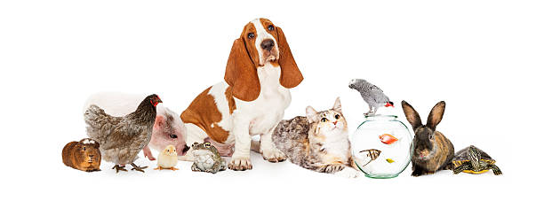 istock Group of Pets Together Over White 503492882