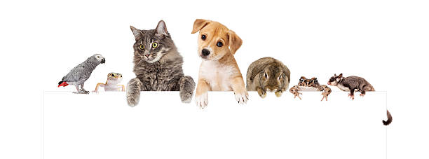 istock Group of Domestic Pets Over White Banner 503492896
