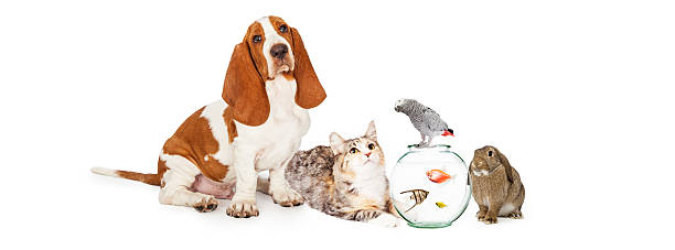 istock Collage of Domestic Pets Together 503492902