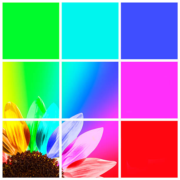 istock Rainbow sunflower, graphic color squares 503493769
