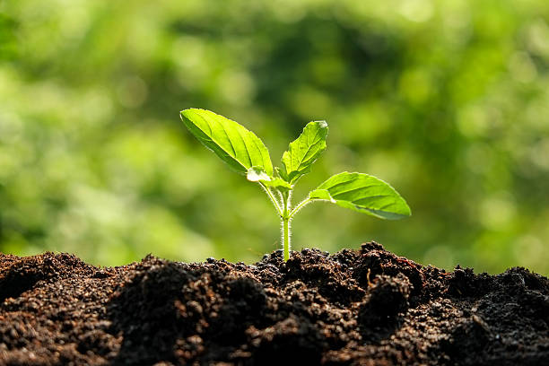 istock Green sprout growing from seed in organic soil 503494404