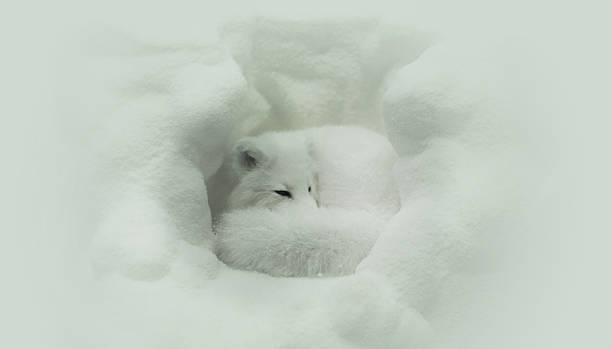 WINTER SLEEP Adorable Arctic fox hibernating hibernation stock pictures, royalty-free photos & images