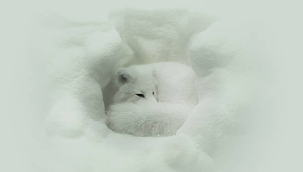Winter Sleep Stock Photo - Download Image Now - Camouflage, Arctic Fox, Animal - iStock Winter Sleep Stock Photo - Download Image Now - Camouflage, Arctic Fox, Animal - iStock