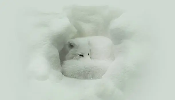 Adorable Arctic fox hibernating