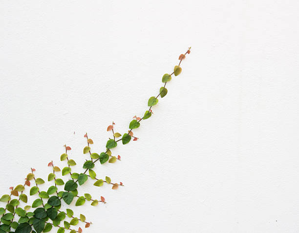 istock The Green Creeper Plant on the Wall 503495097