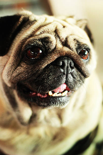 istock Pug dogs brown sat staring 503495129