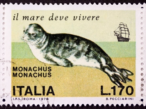 istock Mediterranean monk seal postage stamp 503495513