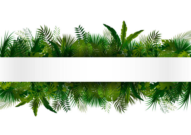 illustrazioni stock, clip art, cartoni animati e icone di tendenza di vegetazione tropicale. sfondo di disegno floreale - tropical rainforest tropical climate flower frame