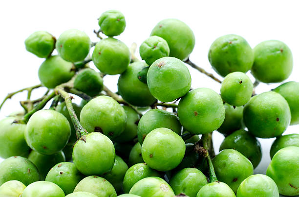 istock turkey berry isolated in white background 503496698