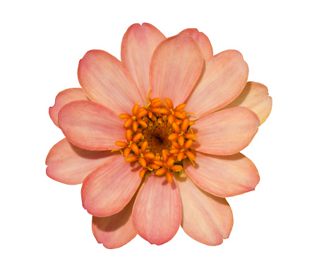 Pink Zinnia flower (Daisy family) isolated on white background.