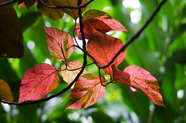 istock colorful tropical foliage 503505840