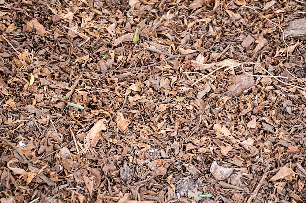 istock dry leaves on ground 503506656