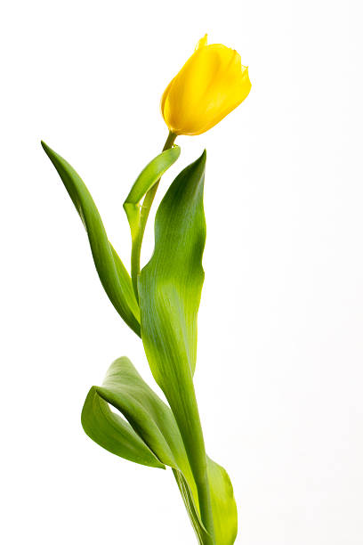 istock yellow tulips on a white background 503506998