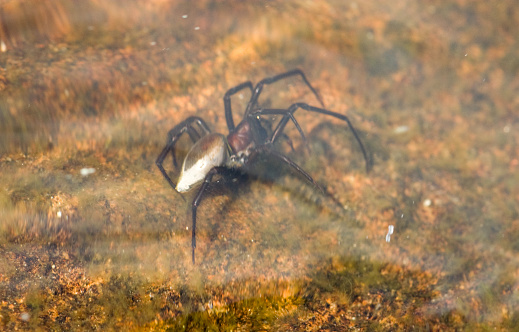 Underwater spider( Argyroneta aquatica) close to a water surface