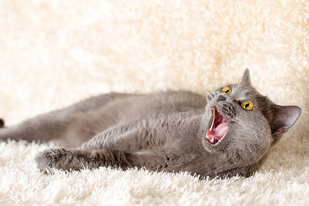 istock gray British cat lying on a light carpet 503507260