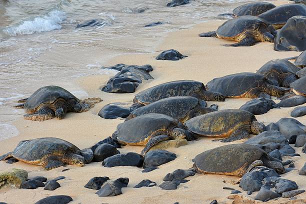 istock Green Sea Turtles 503507414