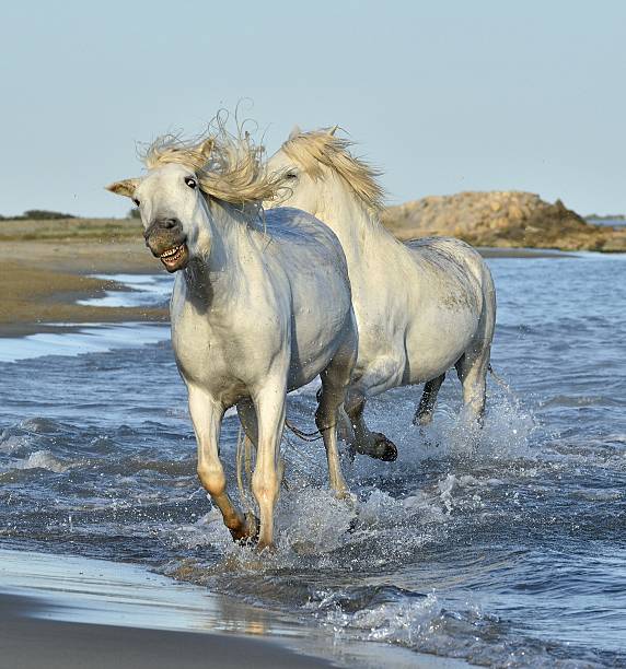 istock White Camargue Horses 503507844
