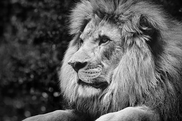 stark kontrastierende schwarze und weiße eines männlichen löwen - lion mane strength male animal stock-fotos und bilder