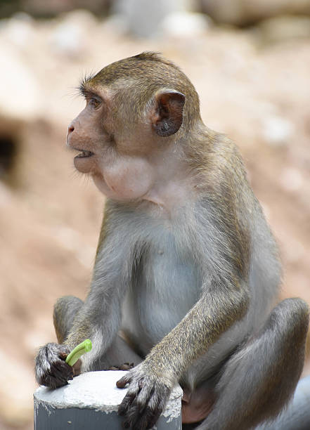 A wild macaque monkey walking across the forest floor in its natural habitat, surrounded by grass, soil, and blooming orange flowers. This image captures wildlife behavior in a natural environment, symbolizing biodiversity, nature conservation, Mam-Wild Conflict and forest ecosystems.