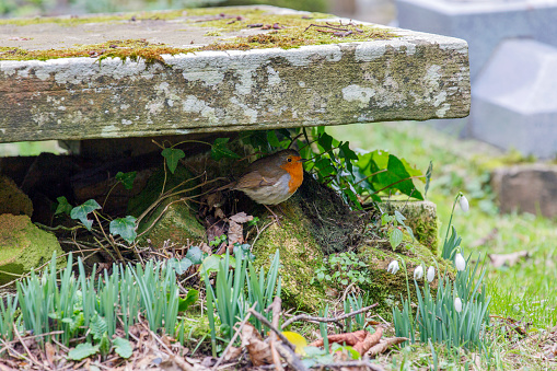 Robin Hiding under a Grave Stone