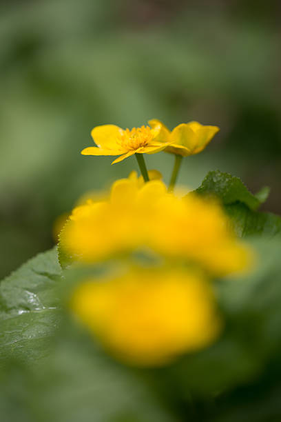 istock Wildflower in Hokkaido 503508724