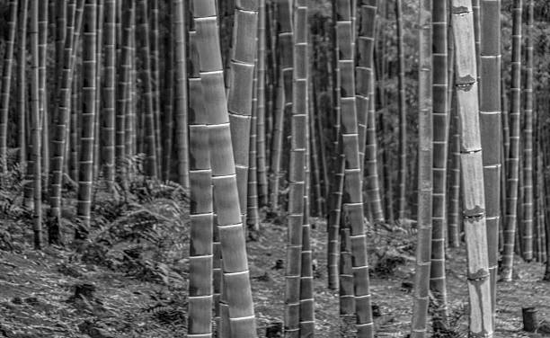 3,000+ Bamboo Shoot Growing Stock Photos, Pictures & Royalty-Free ...