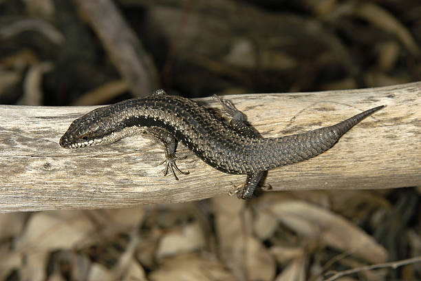 Tasmanian blue-tongued lizard close up